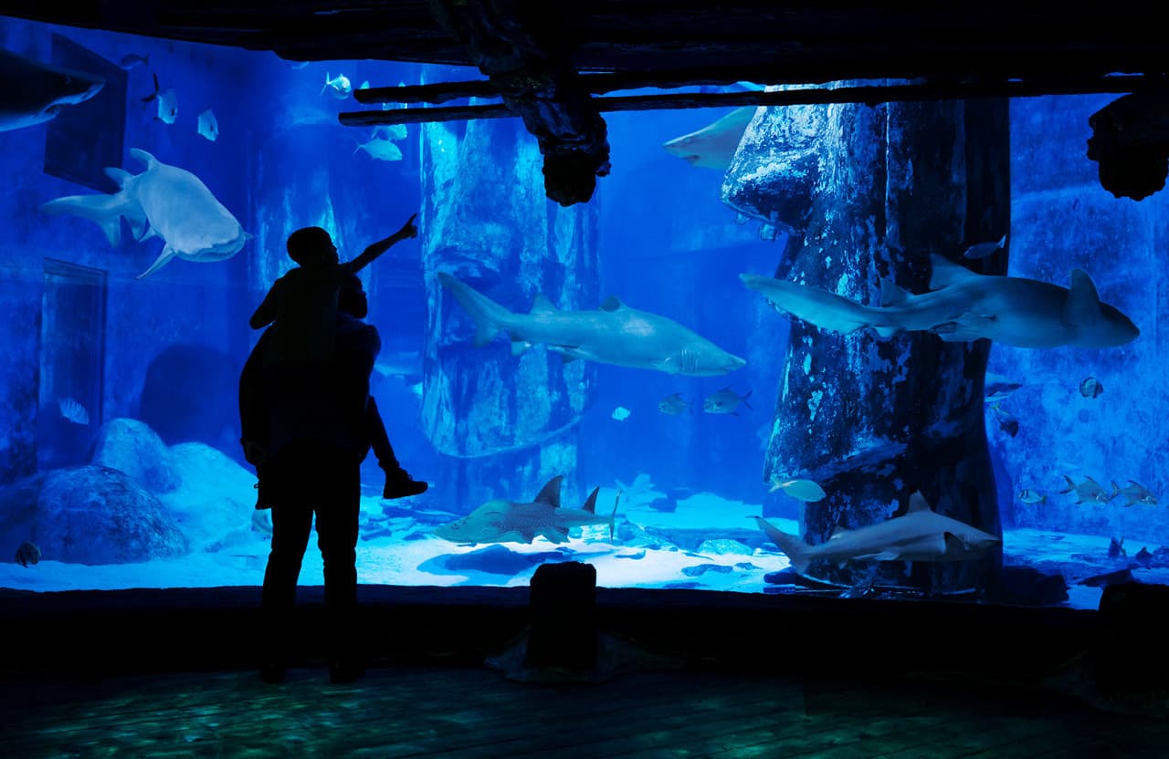 COMBO: SEA LIFE London Aquarium + FREE Hubby eSim - image 12